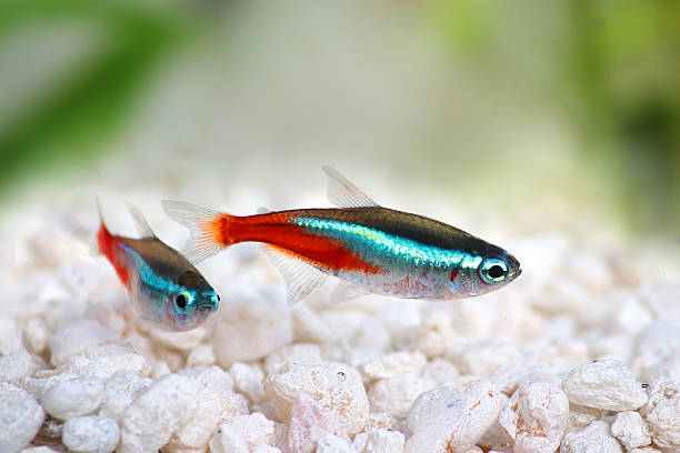 Live fish and aquatics — weekend blackouts, carrier transit windows, temperature-sensitive routing