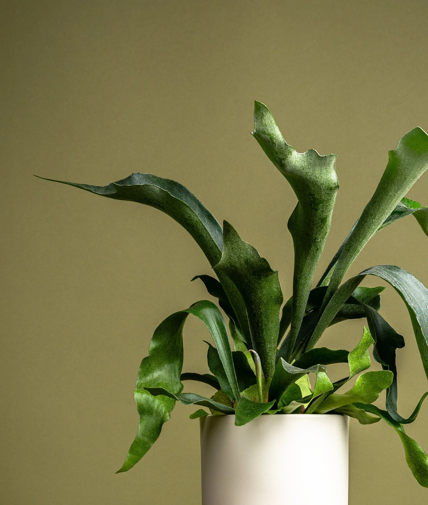 Live plants and nursery stock — seasonal shipping windows, geographic restrictions, minimum transit rules